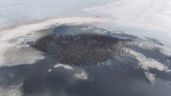 Bu sene Tuz Gölü'nde 4 bin 300 flamingo dünyaya geldi