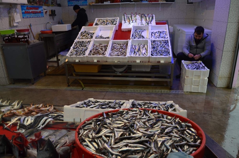 Bu sezon balık haline gelen hamside düşüş, palamutta ise bolluk yaşandı 