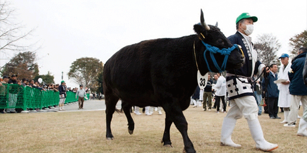 Bu sığır açık artırmada rekor fiyata satıldı