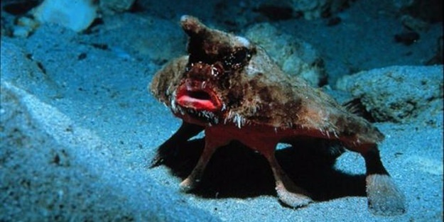 Bu sıra dışı hayvanlar sizi hayrete düşürecek!