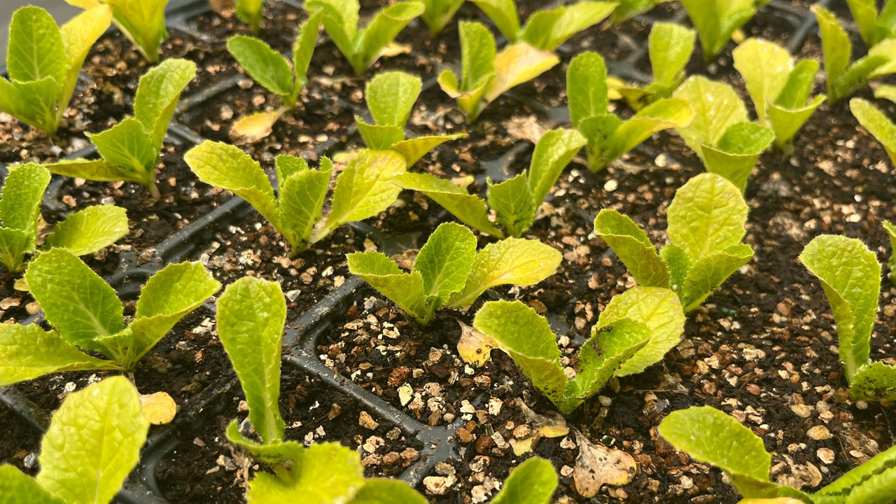 Bu sistemle rekor kırılıyor! Topraksız üretimde Türk modeli