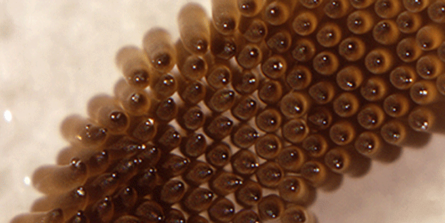 Bu sivrisinek kör ediyor! Uzman doktor uyardı