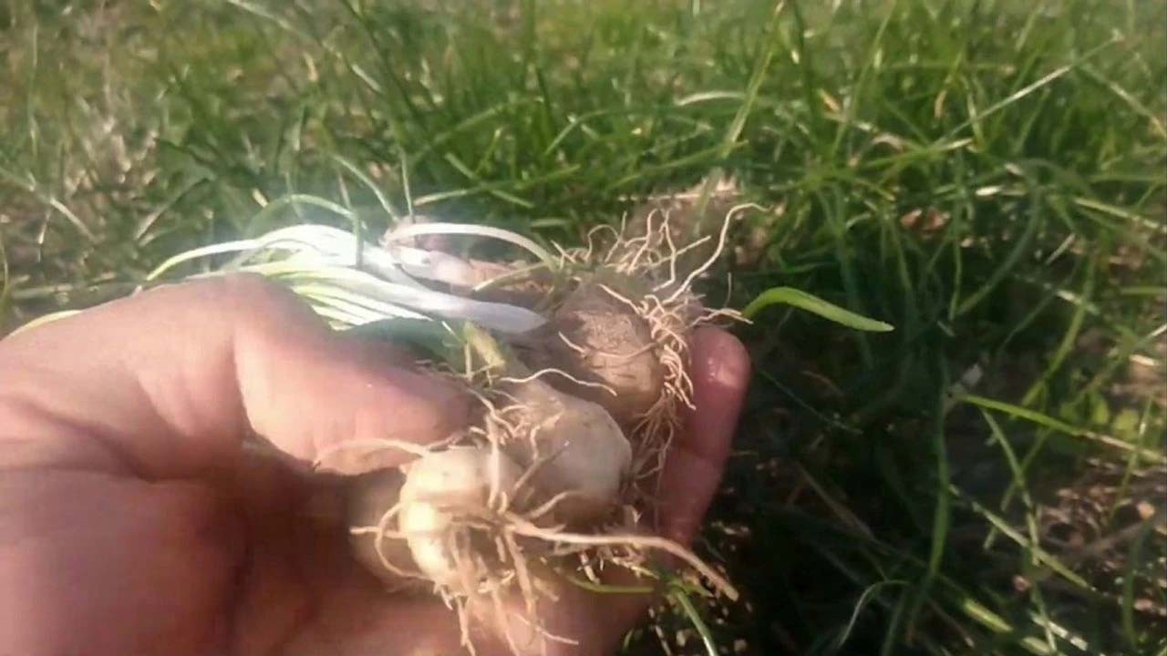 Zehir değil, idrar söktürüyor, sivilceleri yok ediyor!