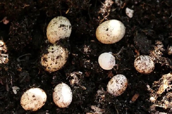 Bu sonuç sizi çok şaşırtacak! Yumurtayı toprağa koyarsanız ne olur?