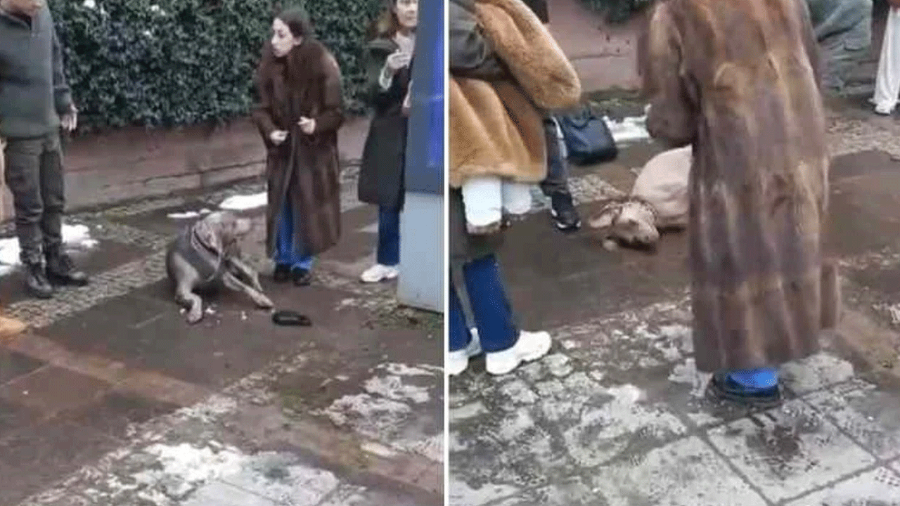 Bu sorumsuzluk nereye kadar! Elektriğin çarptığı köpeğin çırpınışları