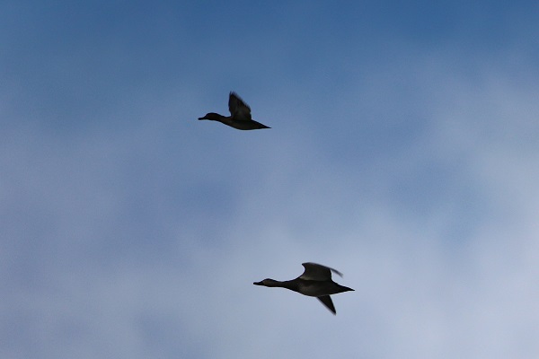 Bu sulak alan 46 kuş türünün mola noktası oldu