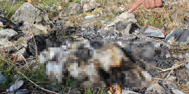 Vicdansızlık! Kediyi poşete koyup...