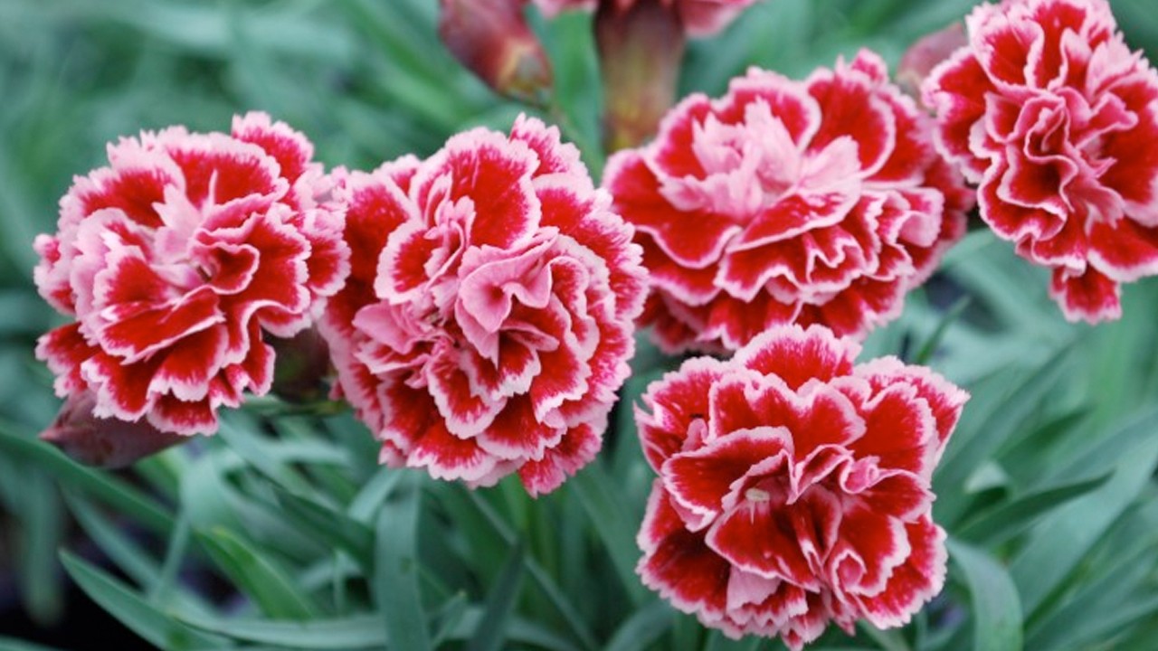 Bu tarifle 1 haftada 3 kilo verin: En iyi yola bakın!