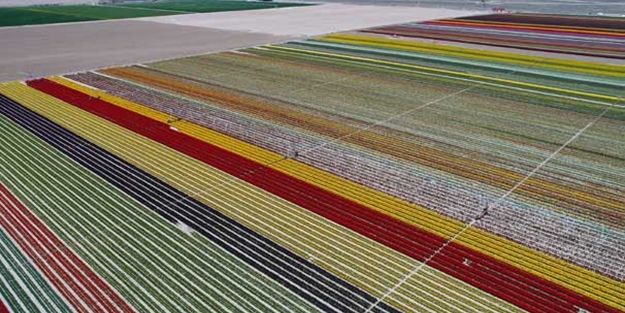 Bu tarlayı binlerce kişi ziyaret ediyor! Bakın neden