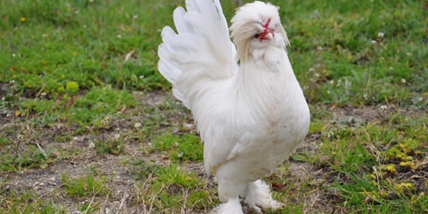 Bu tavuğun fiyatı dudağınızı uçuklatacak