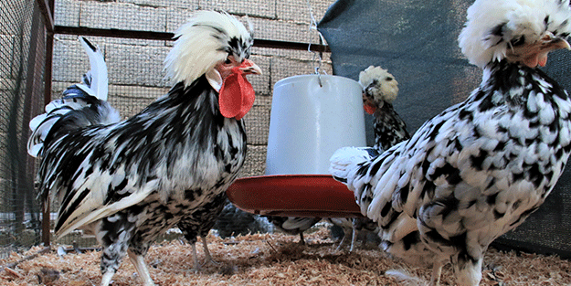 Bu tavuklar resmen altın yumurtluyor! Yurt dışı fiyatı inanılmaz...