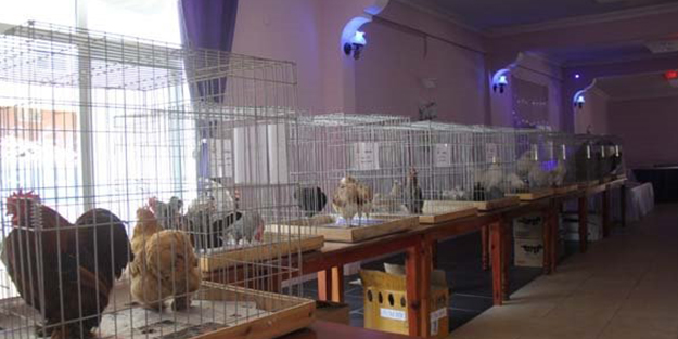 Bu tavukların fiyatı arabayla eşdeğer!