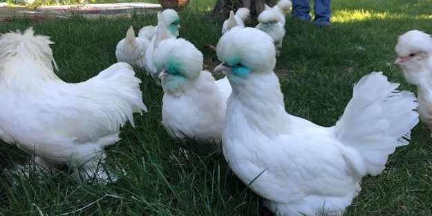 Bu tavukların tanesi 10 bin TL!