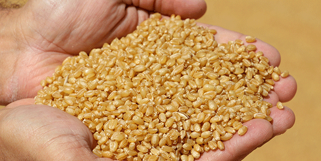 Bu tohumlar kuraklığa resmen meydan okuyor! Çiftçilerin gözdesi oldu