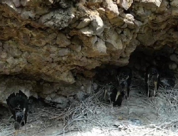 Bu tür Türkiye'de ilk kez görüntülendi