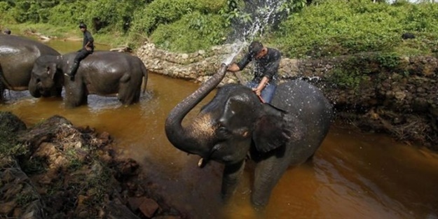 Bu tür yok olmak üzere! - FOTO