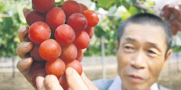 Bu üzümün salkımı 20 bin TL!