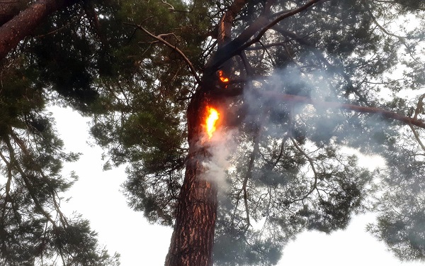 Bu yangınlara yaz yağmurları yol açıyor