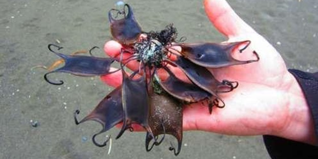 Bu yavru aslında dünyanın en tehlikeli canlısı!