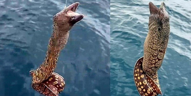 Bu yaz günahtan koruyacak! İnsanlara saldıran balık Muğla'da görüldü, yazın sahiller bomboş kalabilir