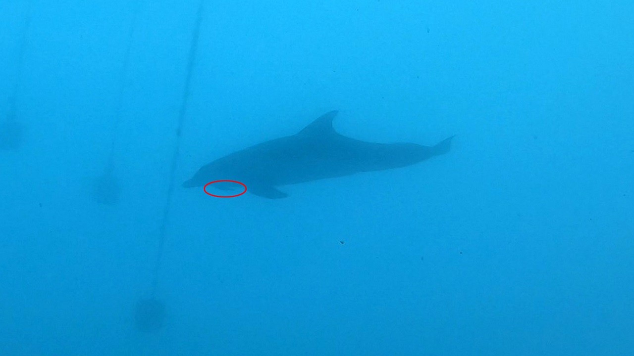 Bu yem balıkların ölümüne yol açıyor