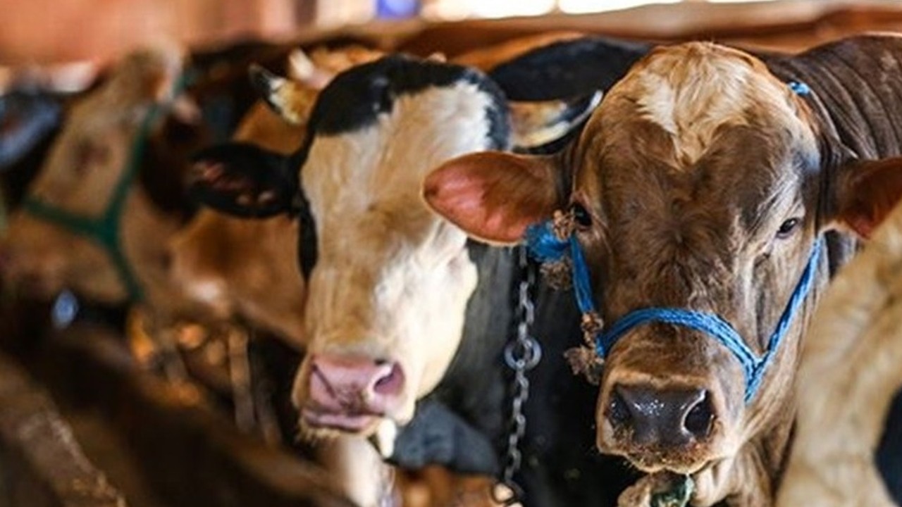 Bu yıl kurban fiyatları ne kadar olacak?