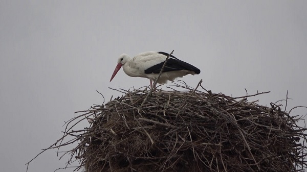 Bu yıl leyleklerin kafası karıştı
