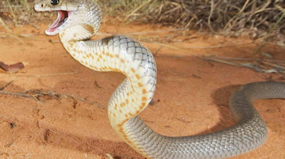 Bu yılan bilim adamlarını şok etti!