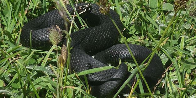 Bu yılan tek ısırığıyla yüz kişiyi öldürebilir! Bursa'da mantar ararken buldu