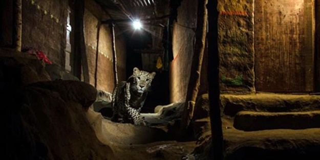 Yılın en vahşi yaşam fotoğrafları seçildi