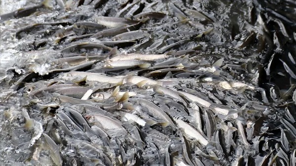 Bu yolculuk her yıl tekrarlanıyor! Ama bu kez çok zor olacak...