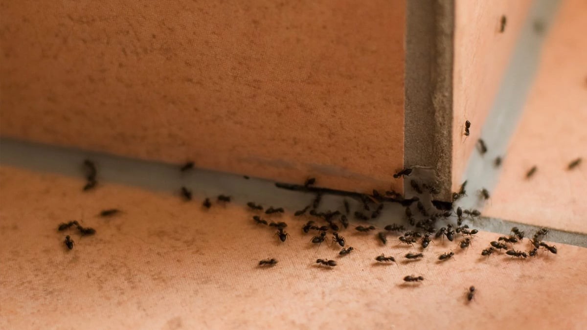 Bu yöntem, karıncaları evinizin yakınına dahi yaklaştırmıyor! Afrikalılar bulmuş! Mucize gibi bir şey