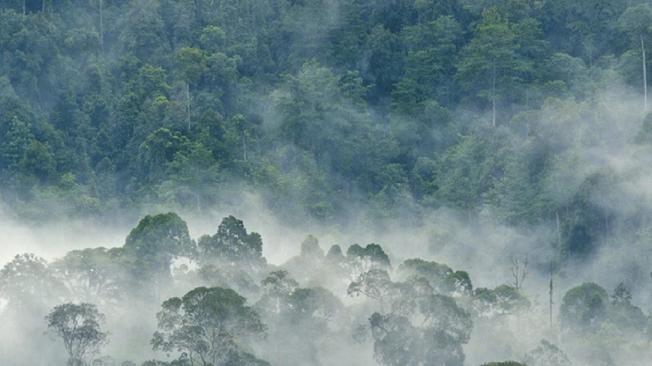 Bu yöntem olmazsa iklim krizi çözülmez! "Net Sıfır" hedefinde büyük yanılgı