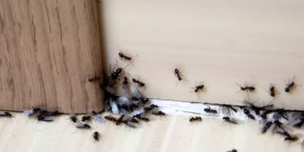 Bu yöntem sayesinde 5 dakikada evdeki karıncalardan kurtulun! Hem kolay hem de en kısa çözüm yolunu açtı