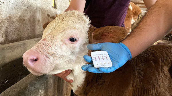 Bu yöntemle buzağı ölümleri yüzde 60'tan yüzde 20'lere geriledi
