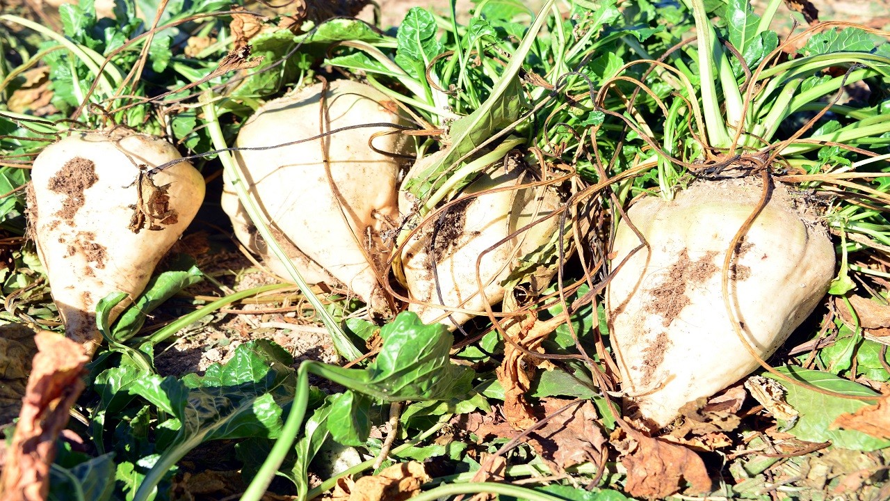 Bu yöntemle rekolte arttı