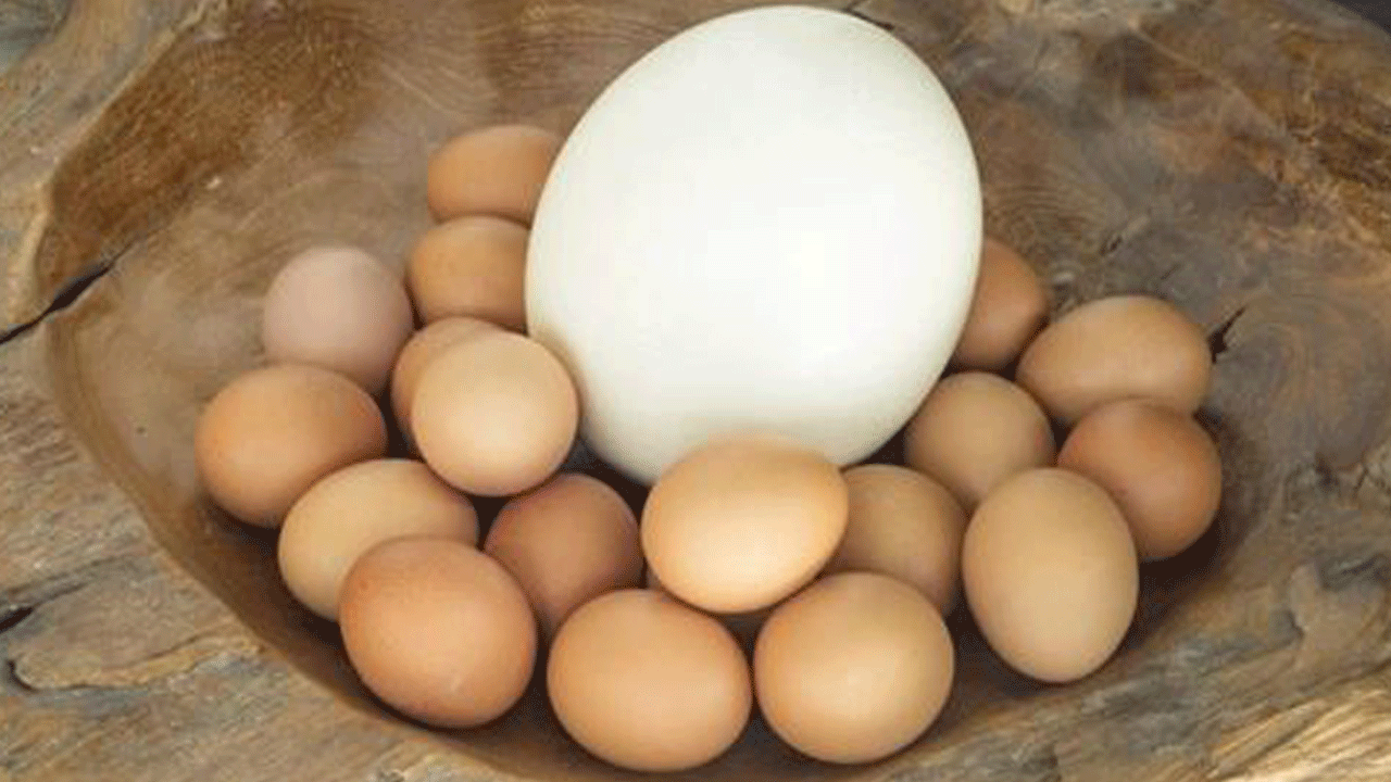 Bu yumurta başka yumurta: 81 ilden sipariş yağıyor