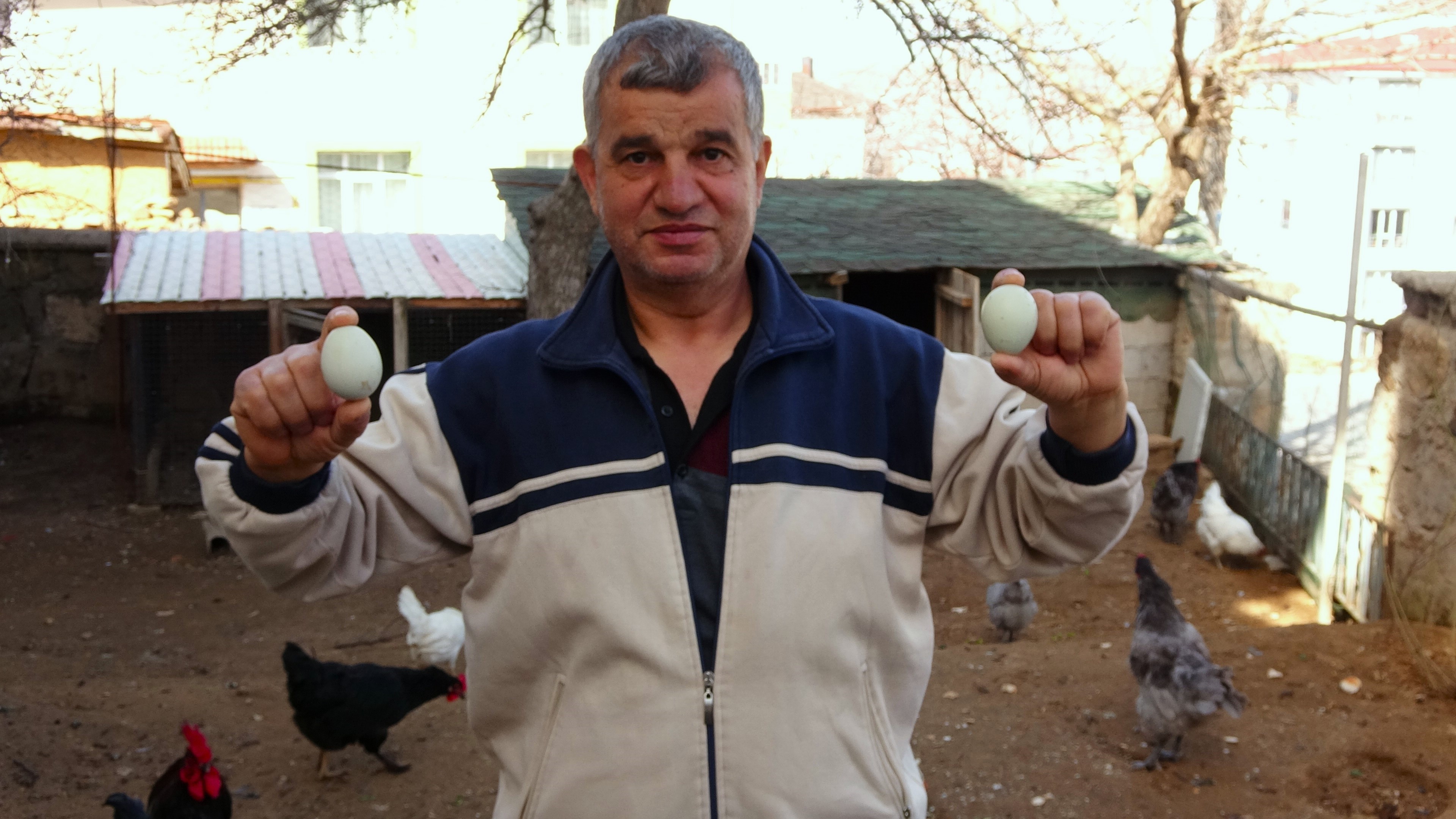 Bu yumurta başka yumurta! Mavi ve yeşil renginde olup tanesi 20 liradan satılıyor!