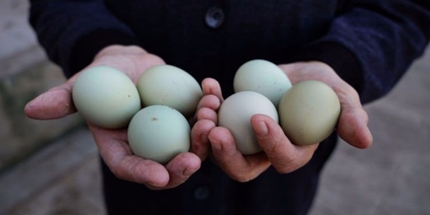 Bu yumurtaların bir tanesi 10 lira