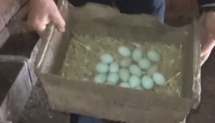 Bu yumurtanın tanesi 20 lira!