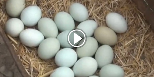 Bu yumurtanın tanesi tam 20 lira!