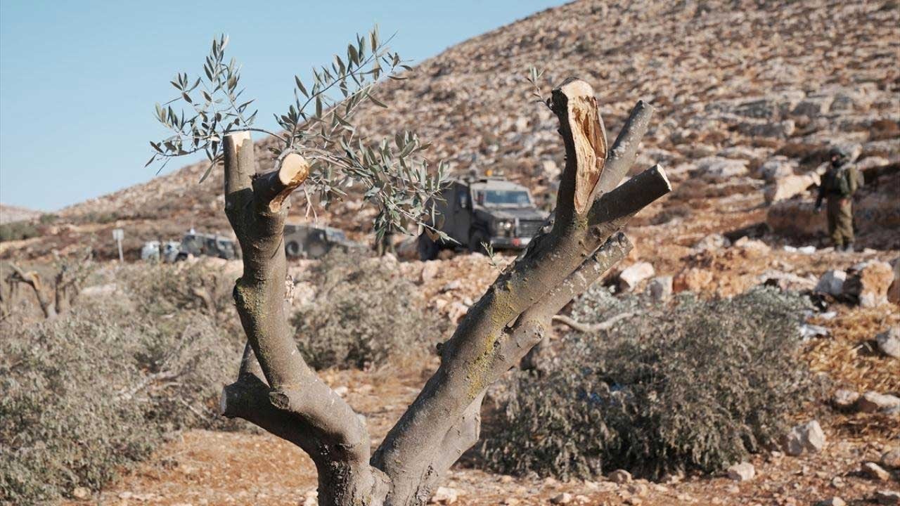 Bu zalimliği tanımlayacak kelime yok! Meyve ağaçlarını bile söküp attılar