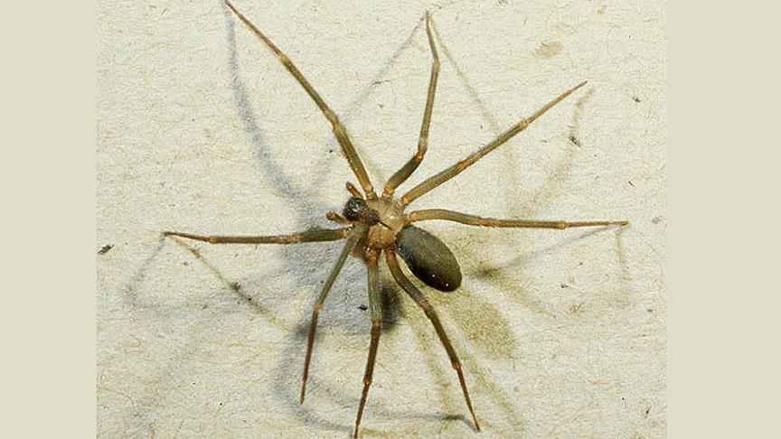 Bu zehir felçlileri ayağa kaldıracak mı?