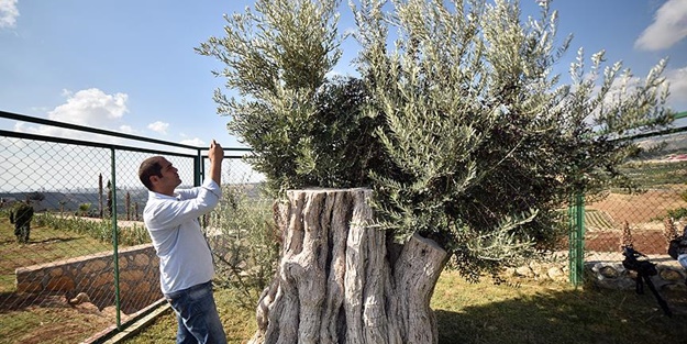 Bu zeytin ağacı tam 800 yıllık ve hâlâ zeytin veriyor
