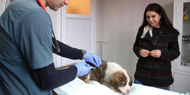 Buca'da 14 bin 150 sokak hayvanı tedavi edildi