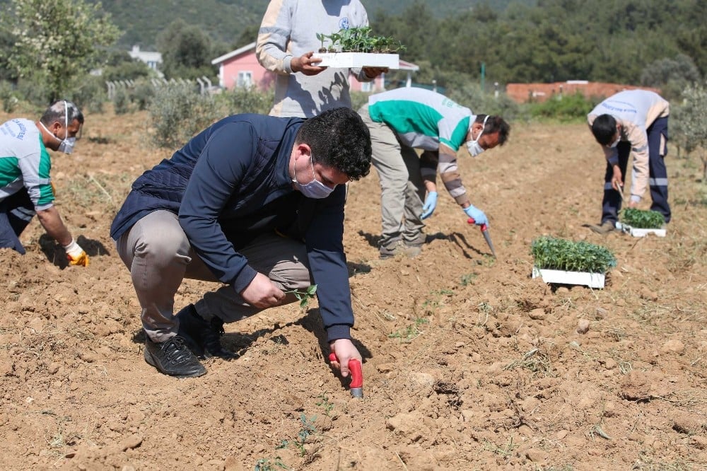 Buca’da korona virüsüne karşı gıda önlemi: 16 dönümde 40 bin fide 