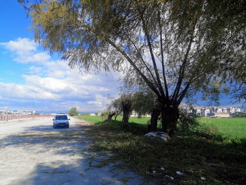 Budadığı ağaçtan düşen şahıs yaralandı 