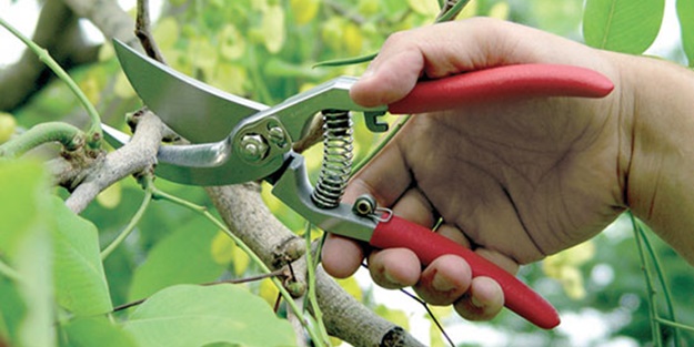 Budamakta gecikmeyin