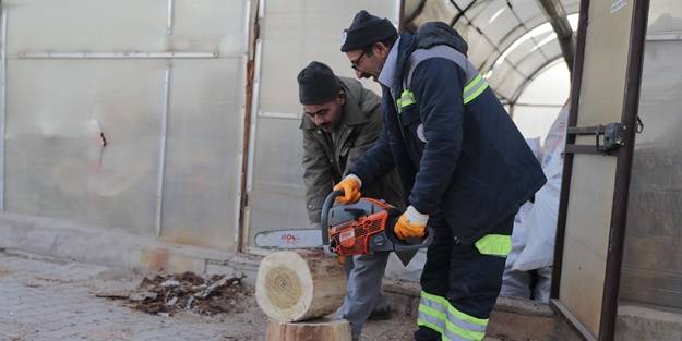Budanan ağaçlar dar gelirli ailelere yakacak oluyor