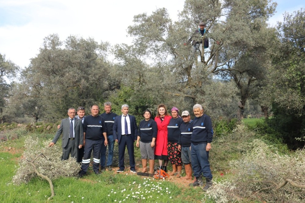Budanan zeytin ağaçları, ihtiyaç sahiplerinin yüzünü güldürecek 